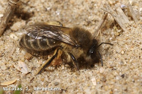 Colletes cunicularius