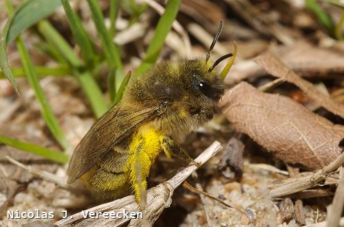 Colletes cunicularius