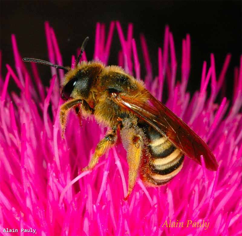 Halictus scabiosae