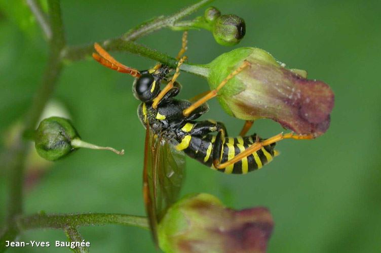 Tenthredo scrophulariae