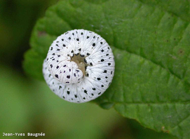 Tenthredo scrophulariae