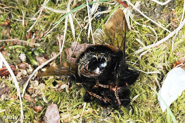 Bombus terrestris