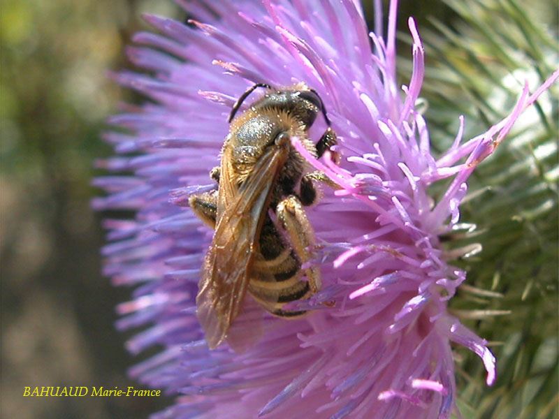 Halictus scabiosae