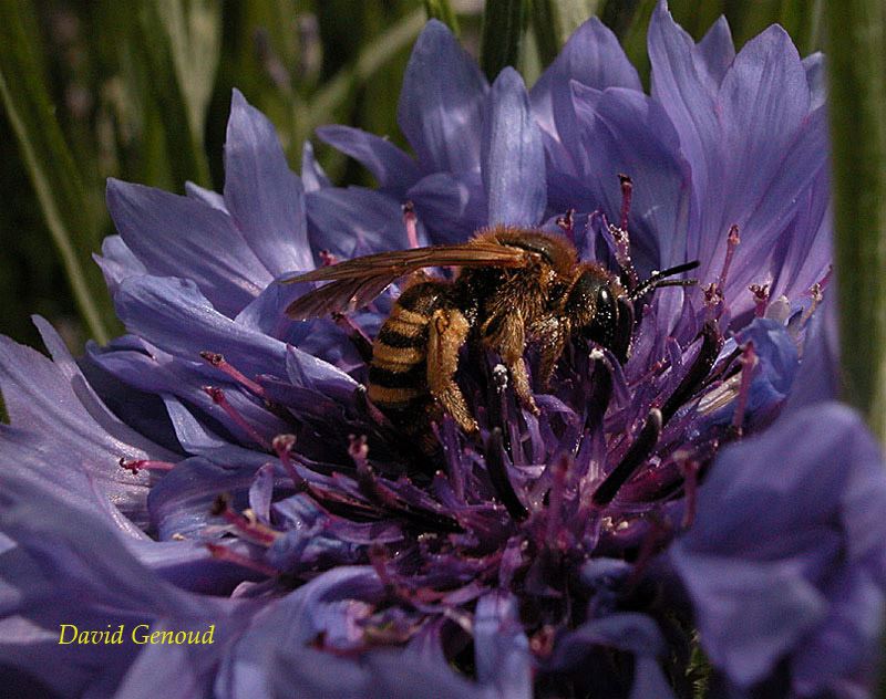 Halictus scabiosae