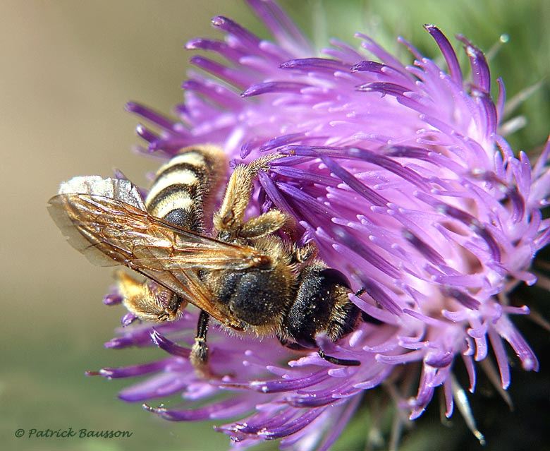 Halictus scabiosae (fem.)