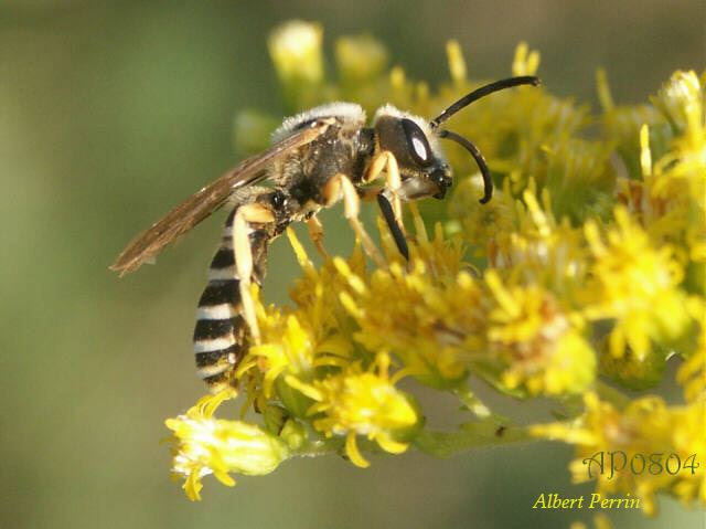 Halictus scabiosae (male)