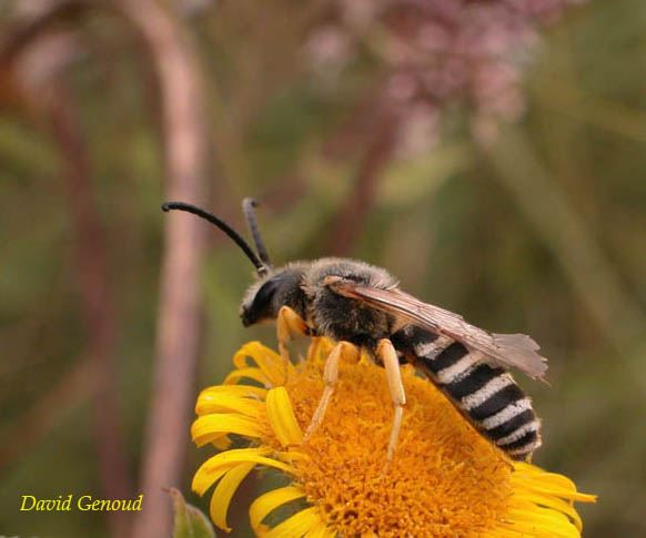 Halictus scabiosae (male)