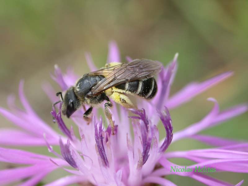 Halictus simplex (fem.)