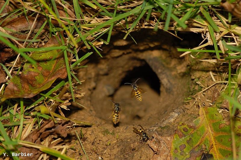 Vespula germanica