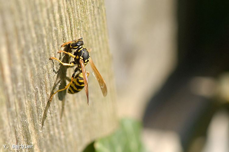 Polistes dominula