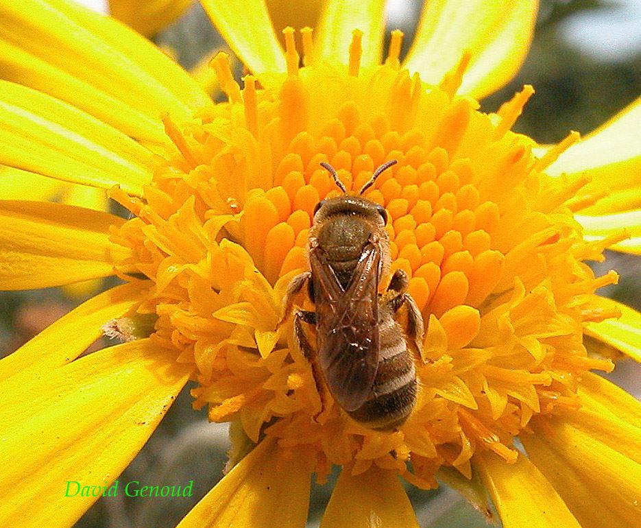 Halictus subauratus (fem.)