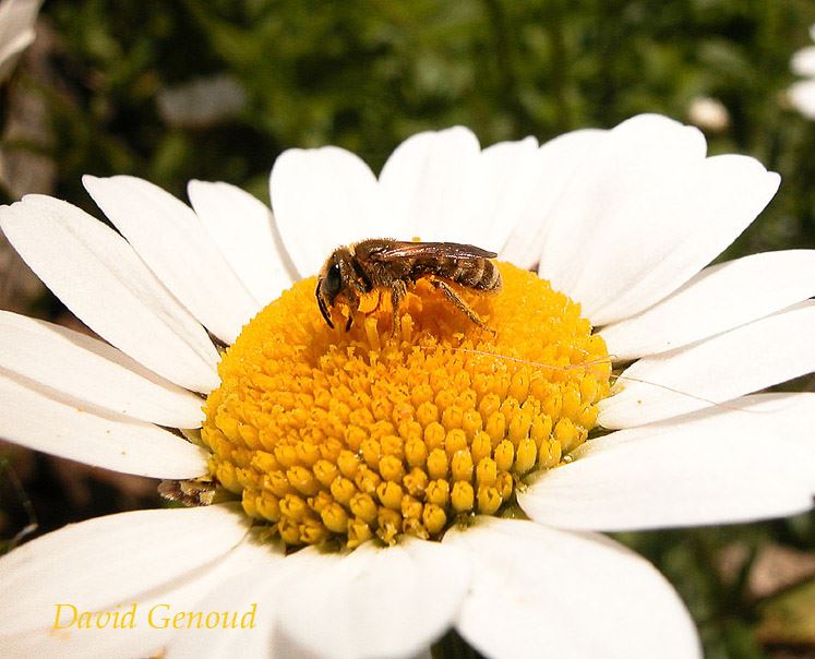 Halictus subauratus