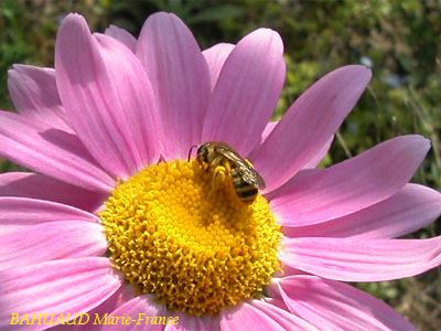 Halictus subauratus