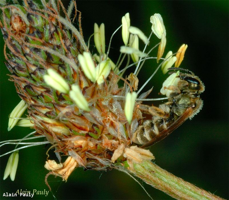 Halictus tumulorum