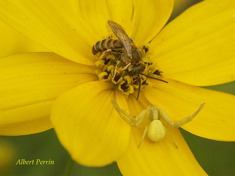 Halictus subauratus & Misumena vatia