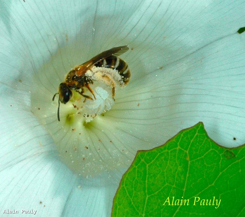 Lasioglossum calceatum