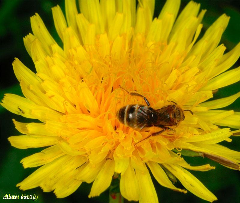 Lasioglossum calceatum