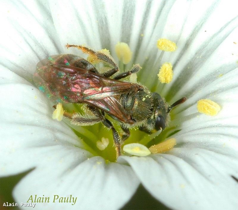 Lasioglossum morio