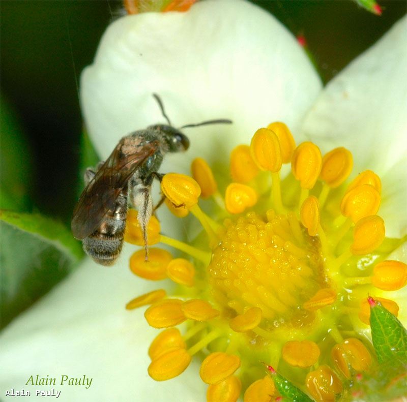 Lasioglossum morio