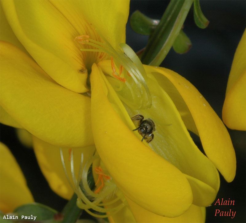 Lasioglossum morio