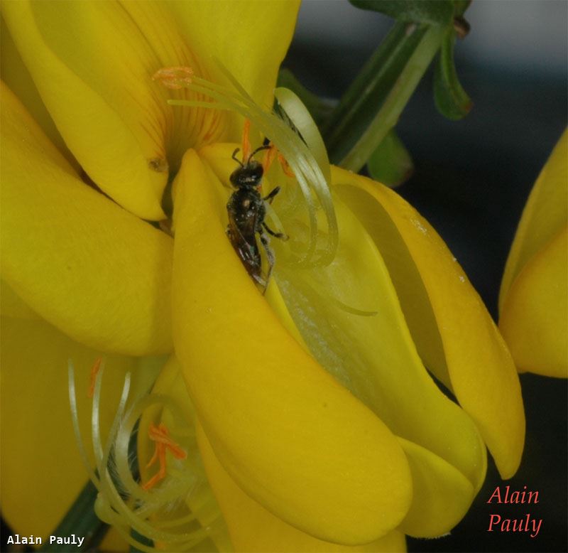 Lasioglossum morio