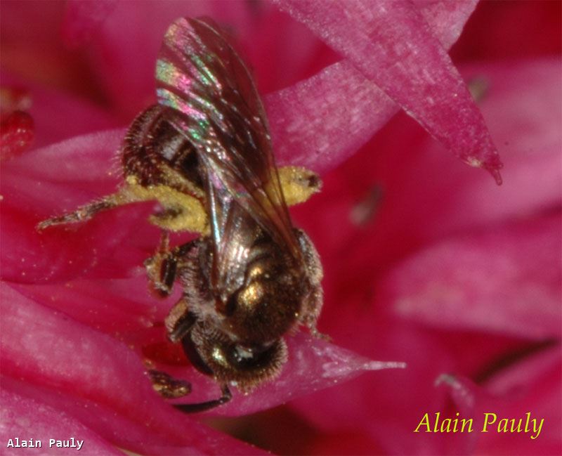 Lasioglossum morio