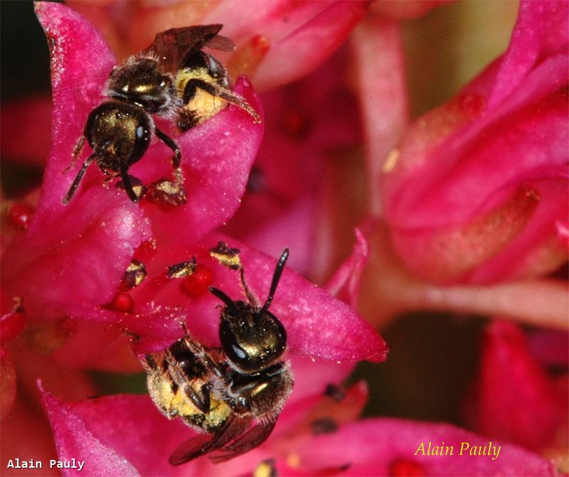 Lasioglossum morio