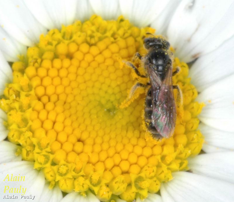 Lasioglossum pauxillum