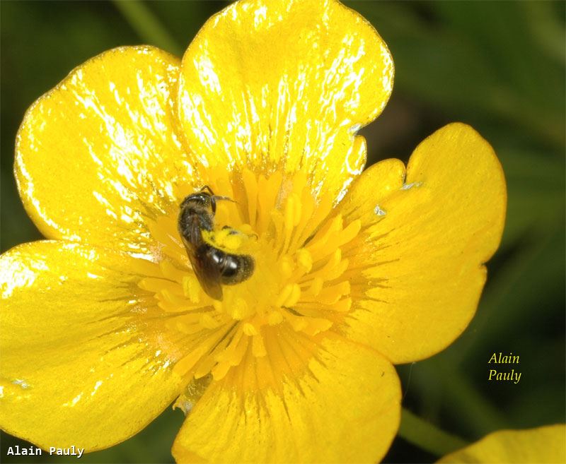 Lasioglossum pauxillum