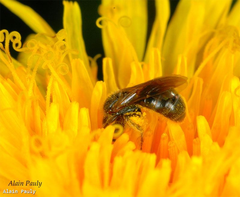 Lasioglossum villosulum