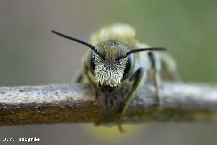 Osmia aurulenta male