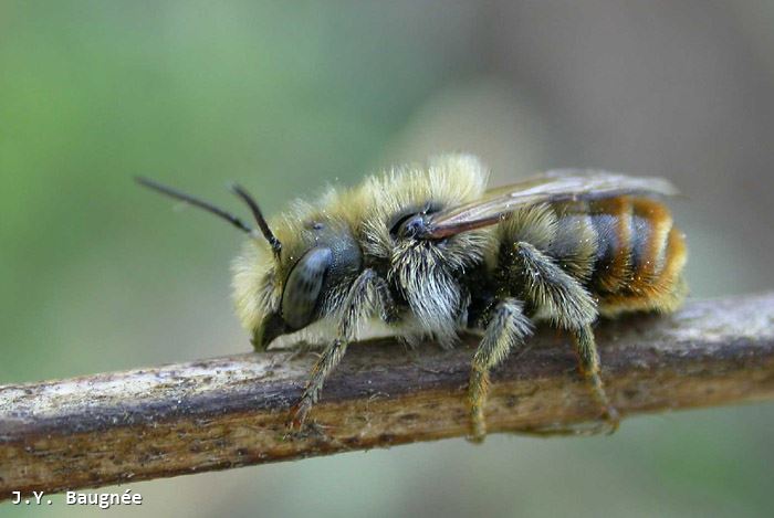 Osmia aurulenta male