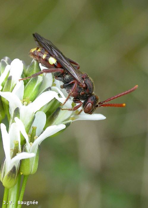 Nomada bifida