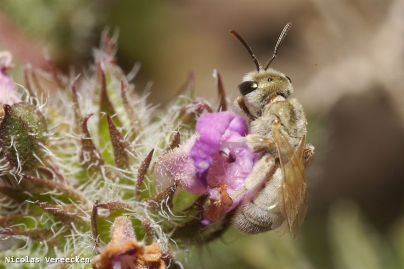 Vestitohalictus pollinosus