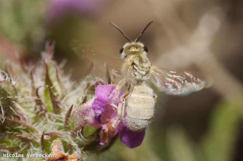 Vestitohalictus pollinosus