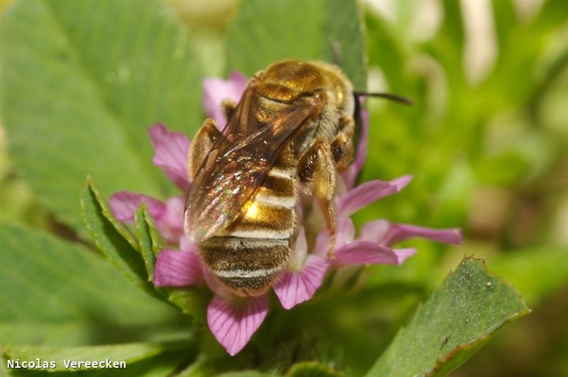 Seladonia subaurata corsa