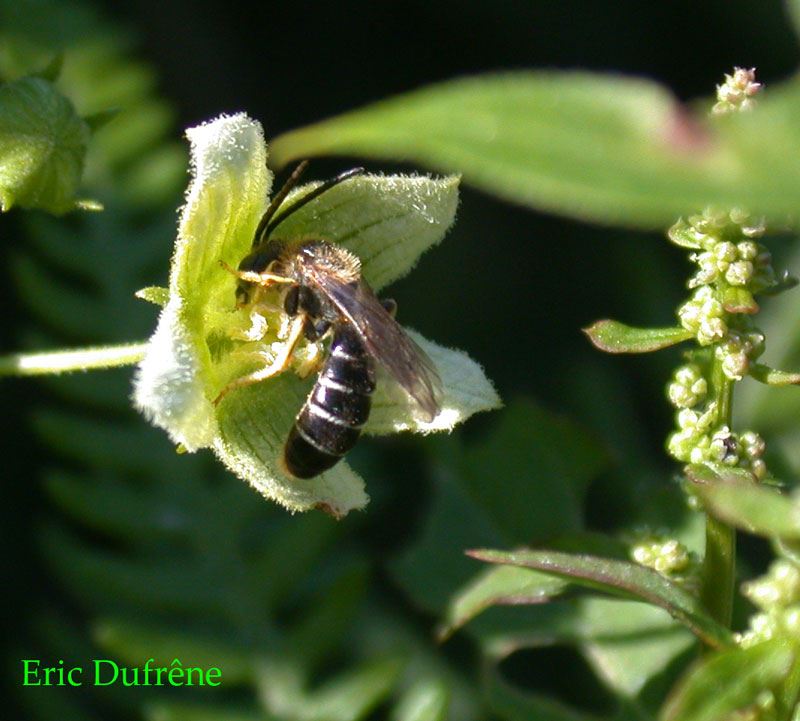 Halictus rubicundus