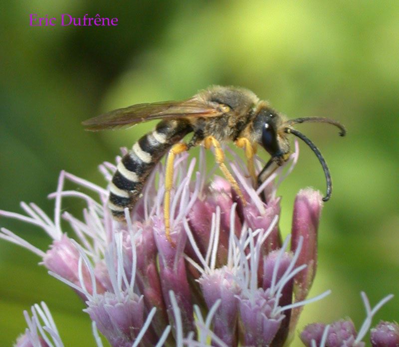 Halictus scabiosae