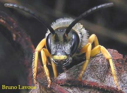 Halictus scabiosae