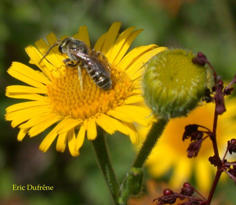 Halictus subauratus male