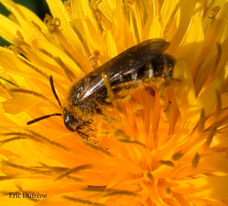 Lasioglossum fulvicorne