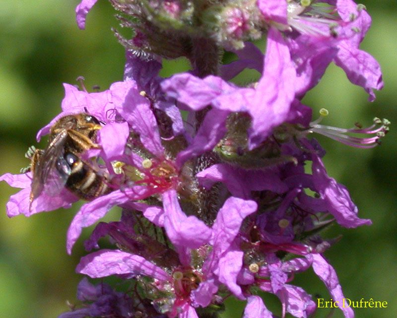 Lasioglossum calceatum