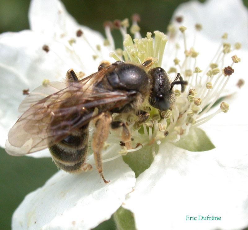 Lasioglossum calceatum