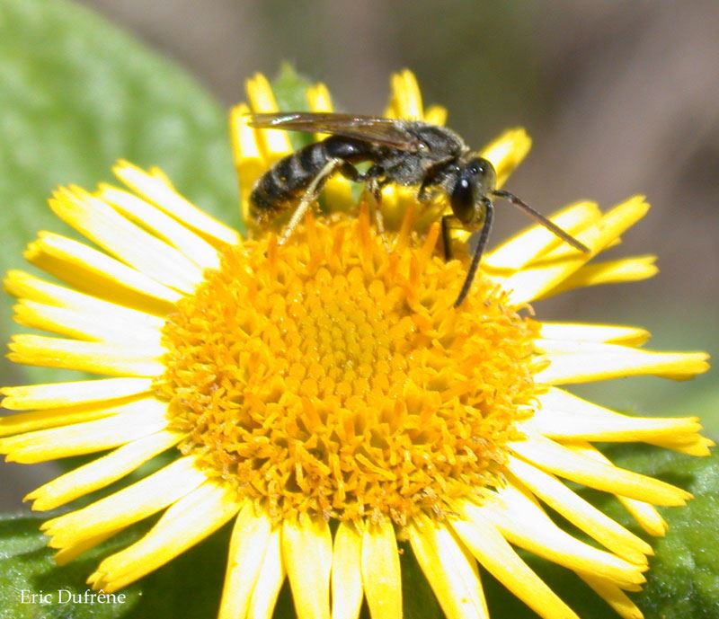 Lasioglossum malachurum