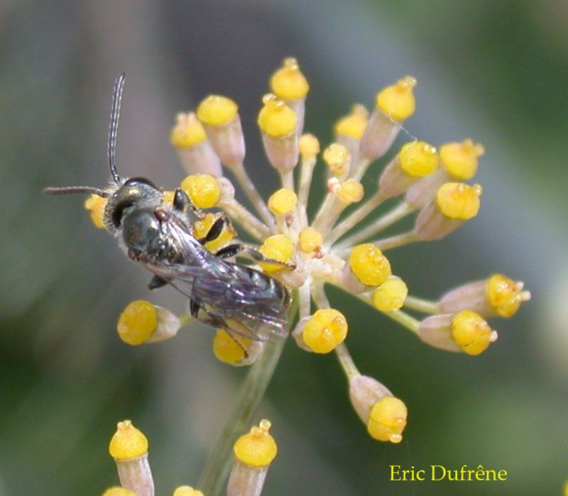 Lasioglossum nitidulum