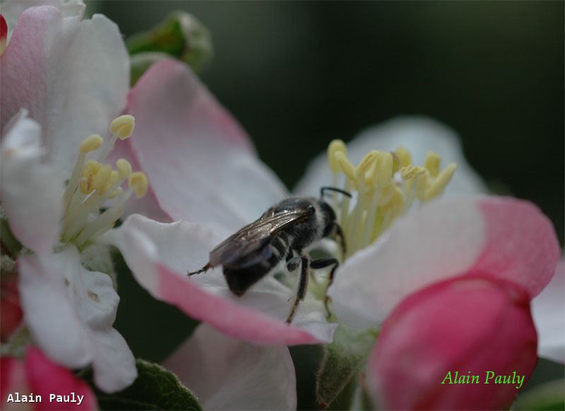 Lasioglossum sexnotatum