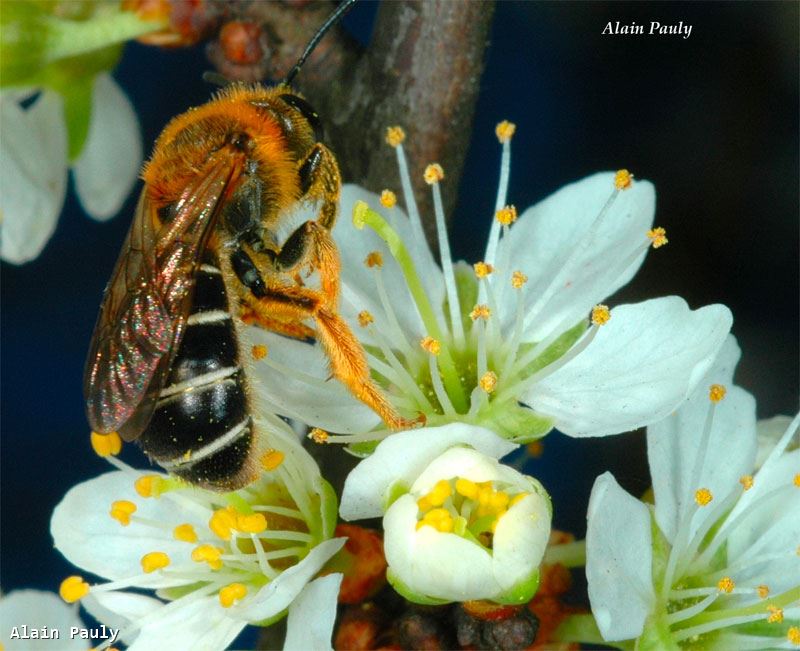 Halictus rubicundus femelle