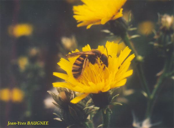 Halictus scabiosae femelle