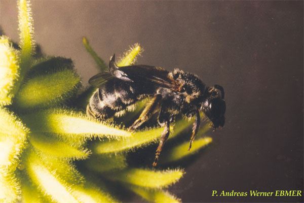 Lasioglossum buccale femelle