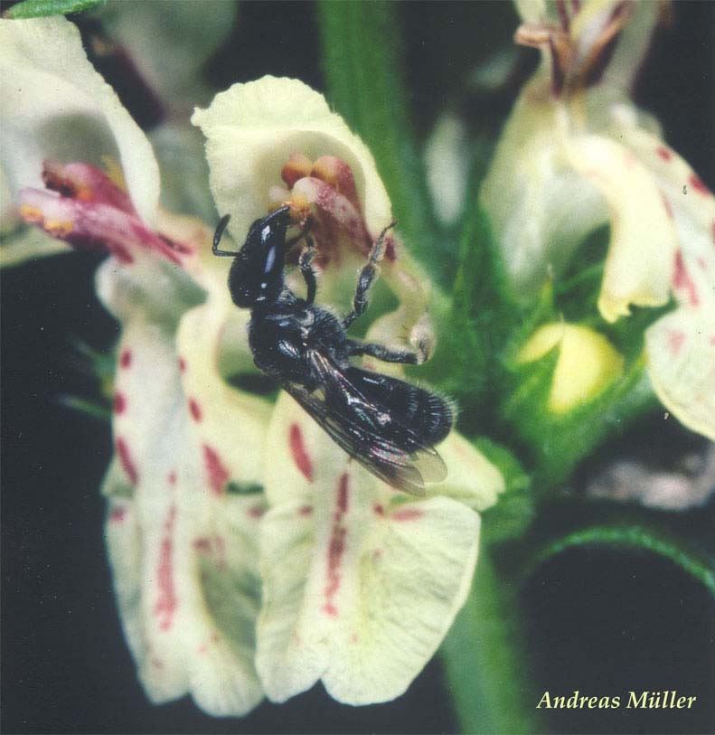 Lasioglossum clypeare femelle